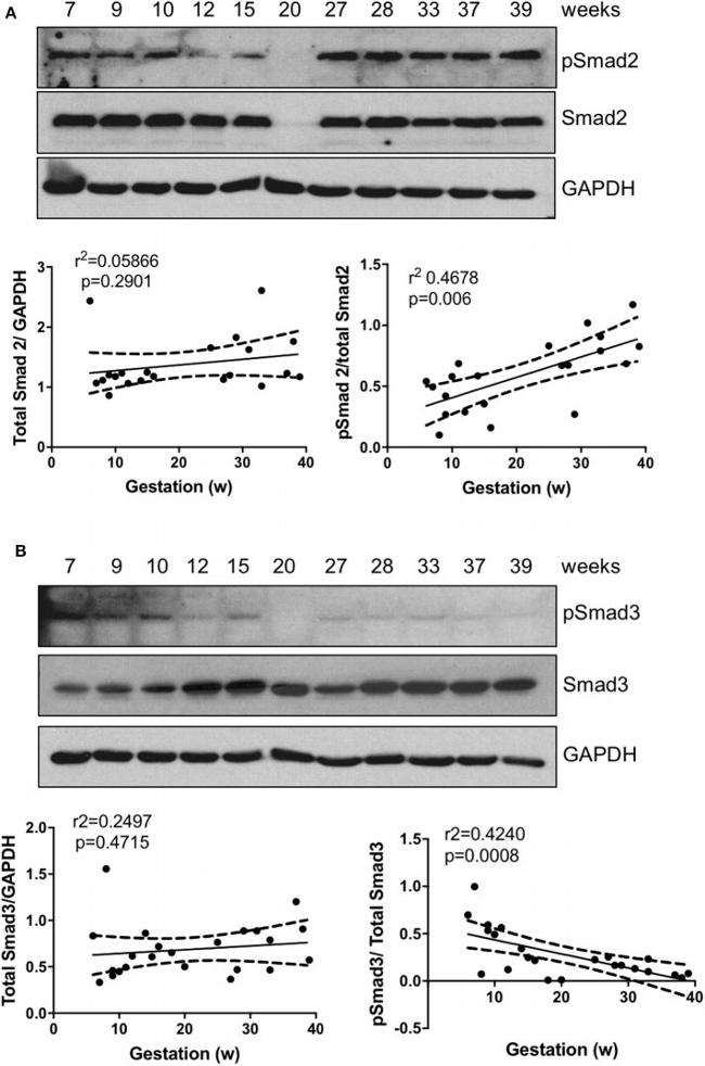 Phospho-SMAD2 (Ser465, Ser467) Antibody in Western Blot (WB)