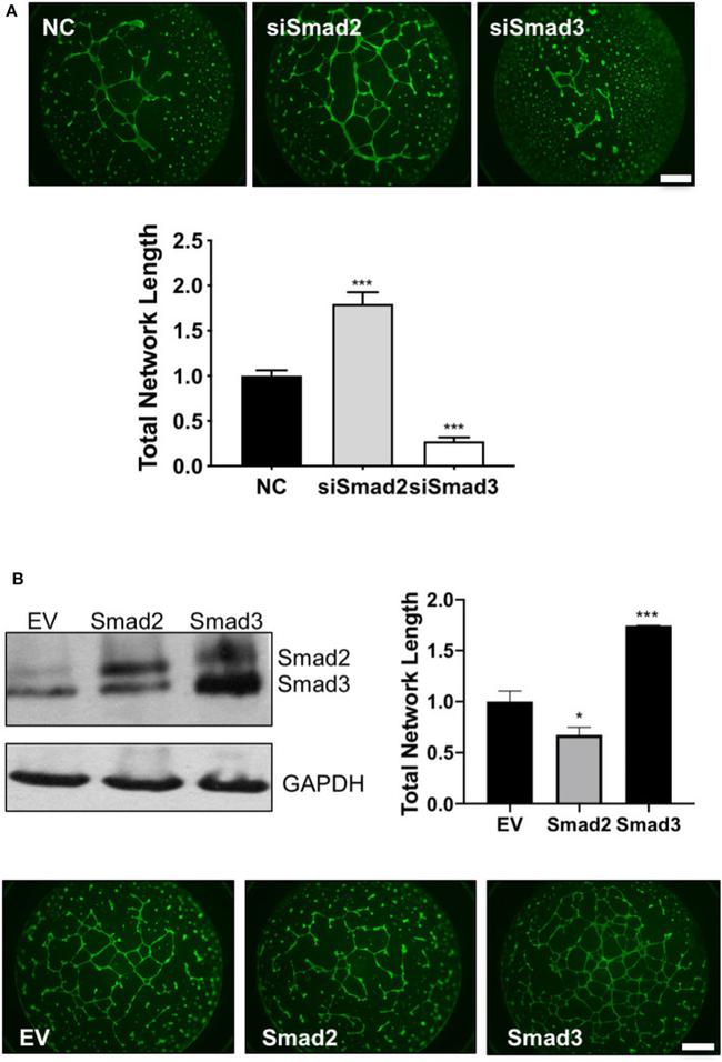 SMAD3 Antibody in Western Blot (WB)