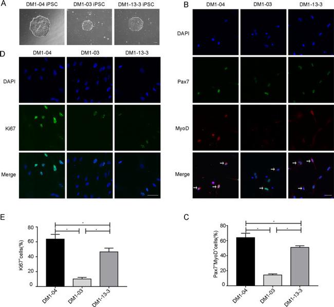 MYOD Antibody in Immunocytochemistry (ICC/IF)