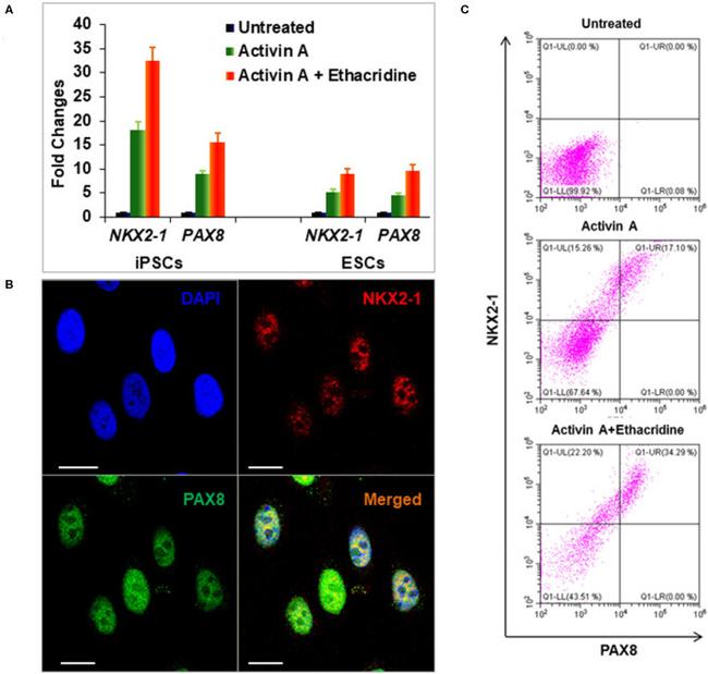 PAX8 Antibody in Flow Cytometry (Flow)