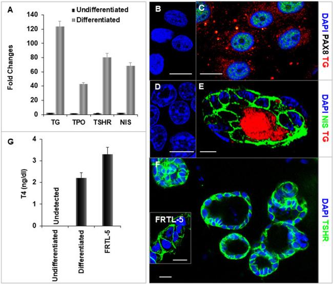 PAX8 Antibody in Immunocytochemistry (ICC/IF)