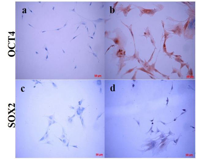 OCT4 Antibody in Immunocytochemistry (ICC/IF)