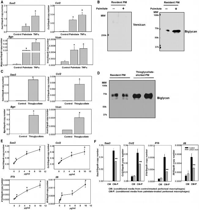 Versican V0, V1 Neo Antibody in Western Blot (WB)