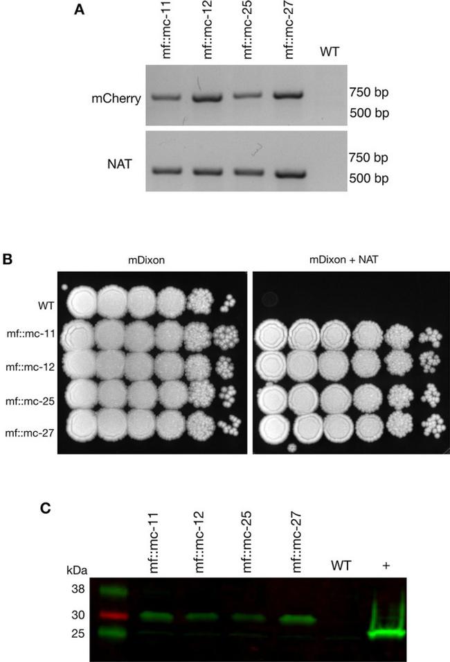 RFP Antibody in Western Blot (WB)