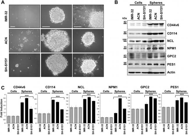 Nucleolin Antibody in Western Blot (WB)