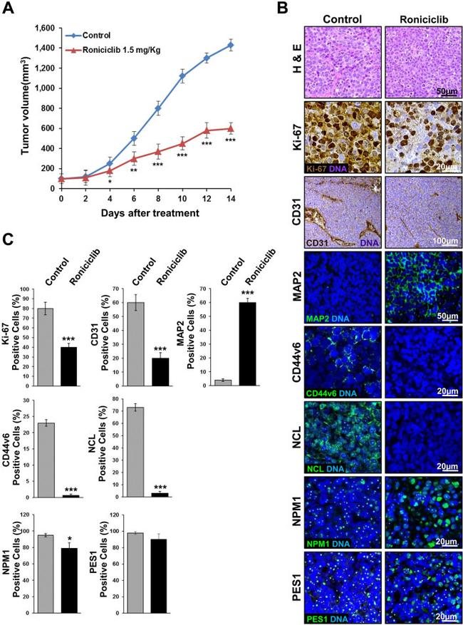 Nucleolin Antibody in Immunohistochemistry (Paraffin) (IHC (P))