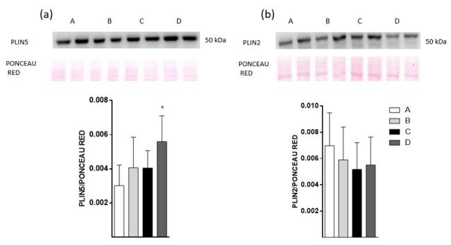 OXPAT Antibody in Western Blot (WB)