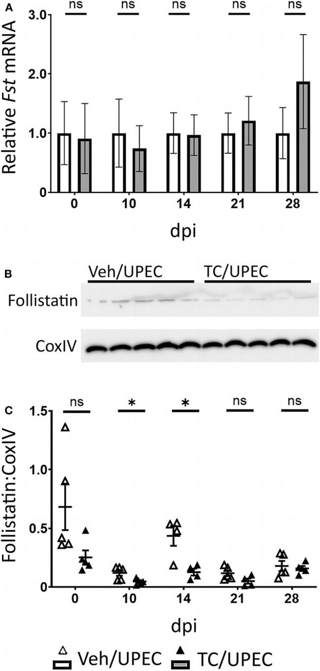 Follistatin Antibody in Western Blot (WB)