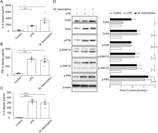 TLR4 Antibody in Western Blot (WB)