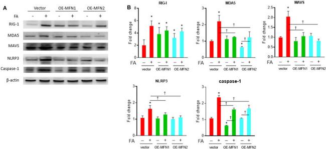 MDA5 Antibody in Western Blot (WB)