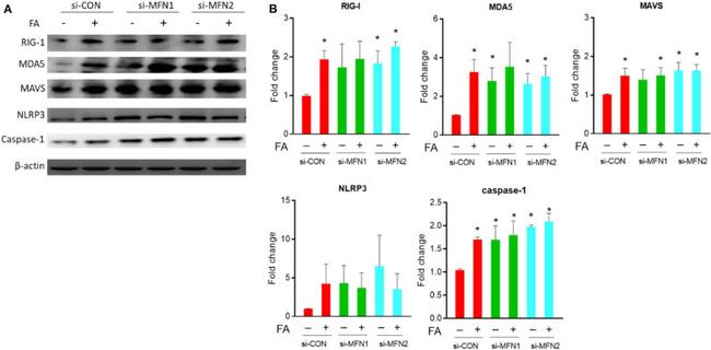 MDA5 Antibody in Western Blot (WB)