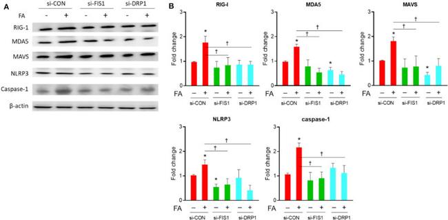 MDA5 Antibody in Western Blot (WB)