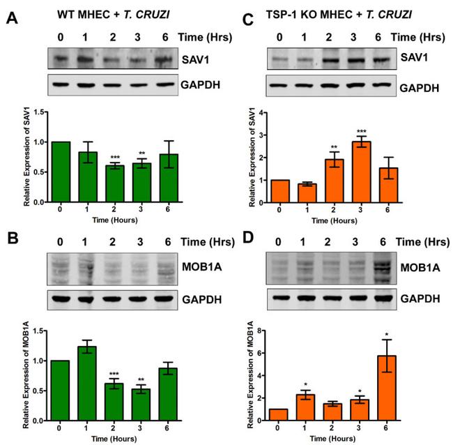 MOB1A Antibody in Western Blot (WB)