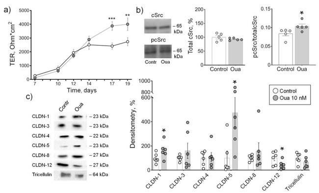 Claudin 3 Antibody in Western Blot (WB)