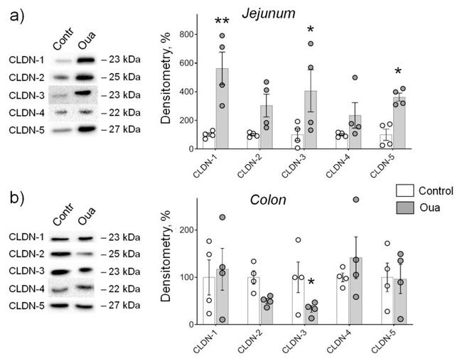 Claudin 3 Antibody in Western Blot (WB)