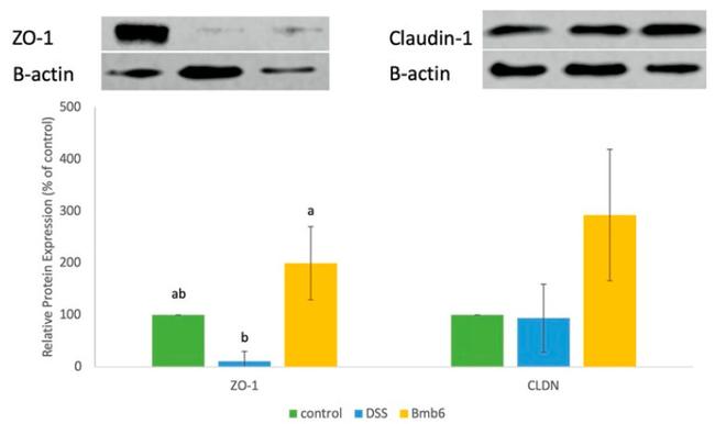 Claudin 1 Antibody in Western Blot (WB)