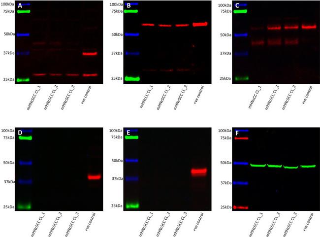 SOX2 Antibody in Western Blot (WB)