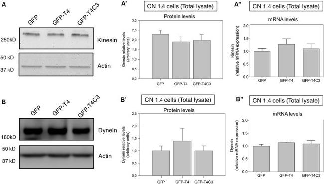 Kinesin 5A Antibody in Western Blot (WB)