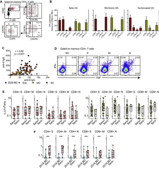 CD4 Antibody in Flow Cytometry (Flow)