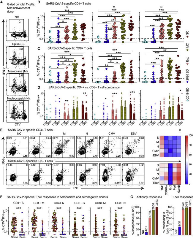 CD4 Antibody in Flow Cytometry (Flow)