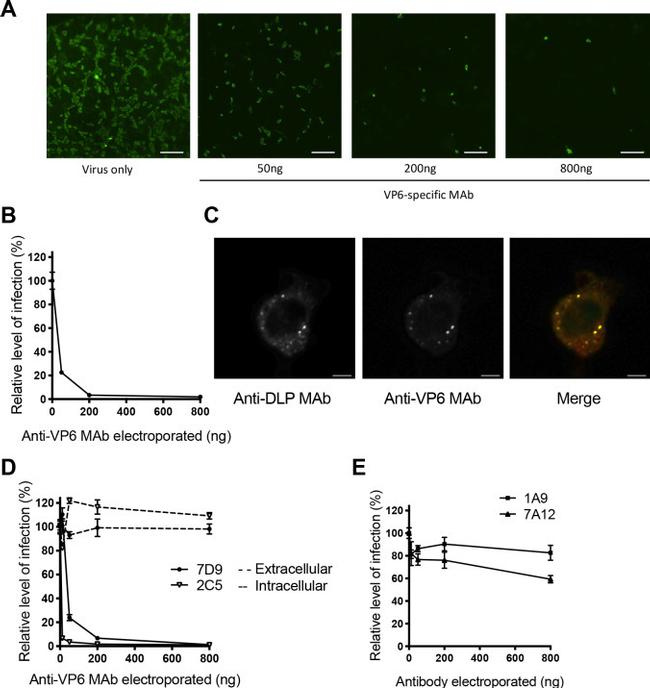 Rotavirus Antibody in Immunohistochemistry (IHC)