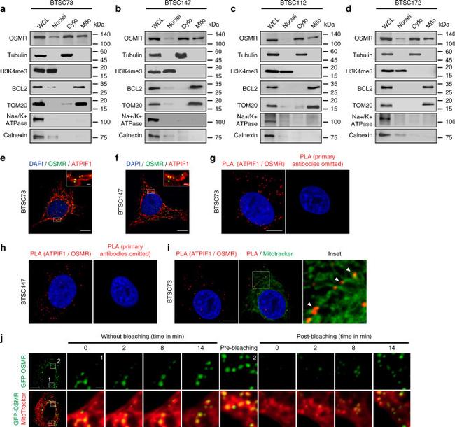 ATPIF1 Antibody in Immunocytochemistry (ICC/IF)