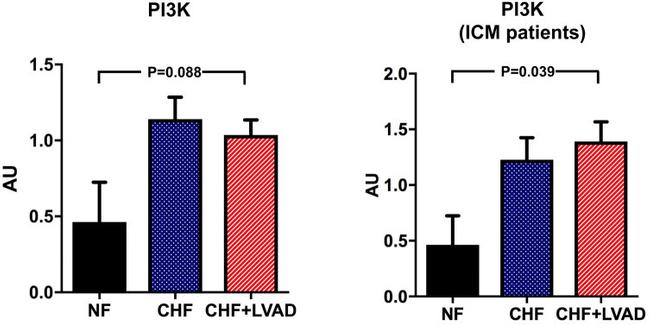 PIK3CA Antibody in Western Blot (WB)