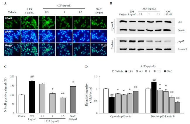 Actin Antibody in Western Blot (WB)