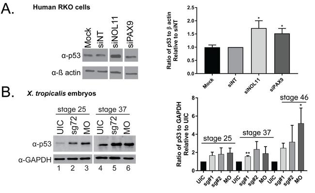 p53 Antibody in Western Blot (WB)