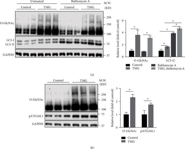 O-linked N-acetylglucosamine (O-GlcNAc) Antibody in Western Blot (WB)