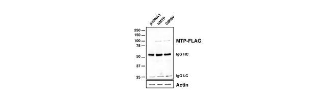 beta Actin Antibody in Western Blot (WB)