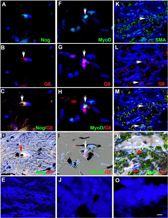 MYOD Antibody in Immunocytochemistry (ICC/IF)