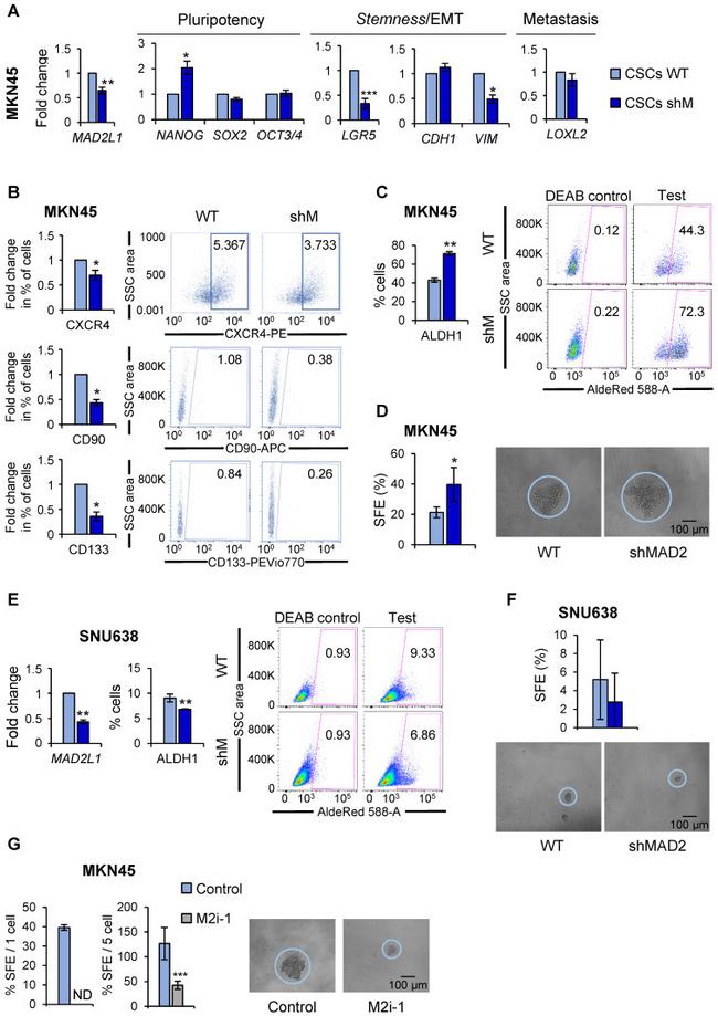 CD90 Antibody in Flow Cytometry (Flow)