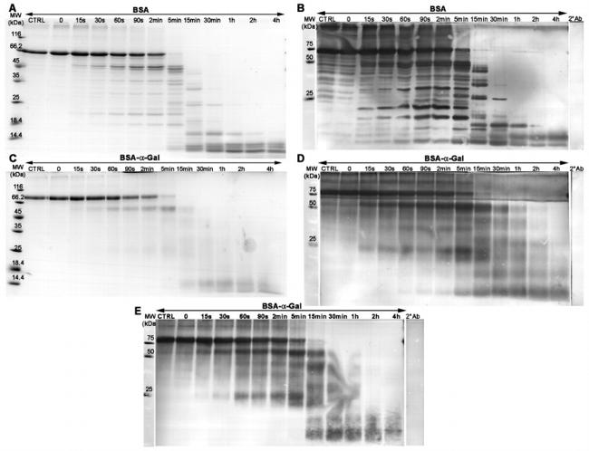 Bovine Serum Albumin Antibody in Western Blot (WB)