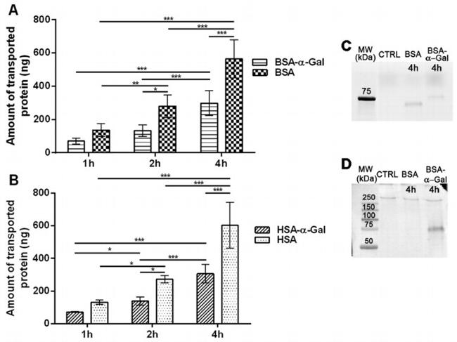 Bovine Serum Albumin Antibody in Western Blot (WB)