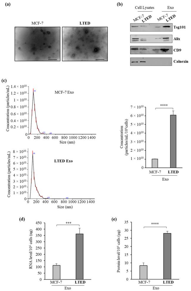 TSG101 Antibody in Western Blot (WB)