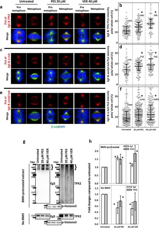 TPX2 Antibody in Proximity Ligation Assay (PLA) (PLA)