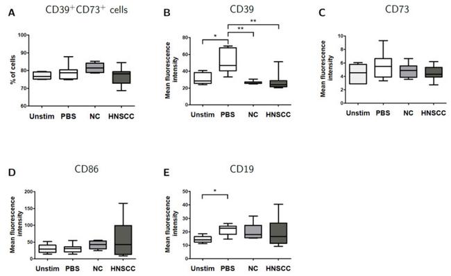 CD73 Antibody in Flow Cytometry (Flow)