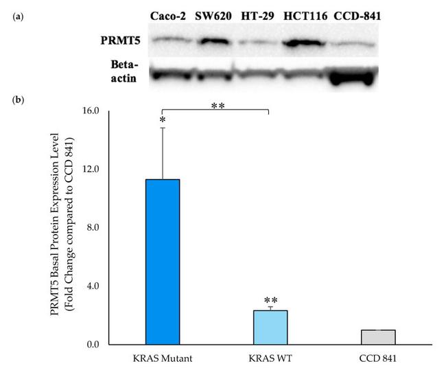 PRMT5 Antibody in Western Blot (WB)