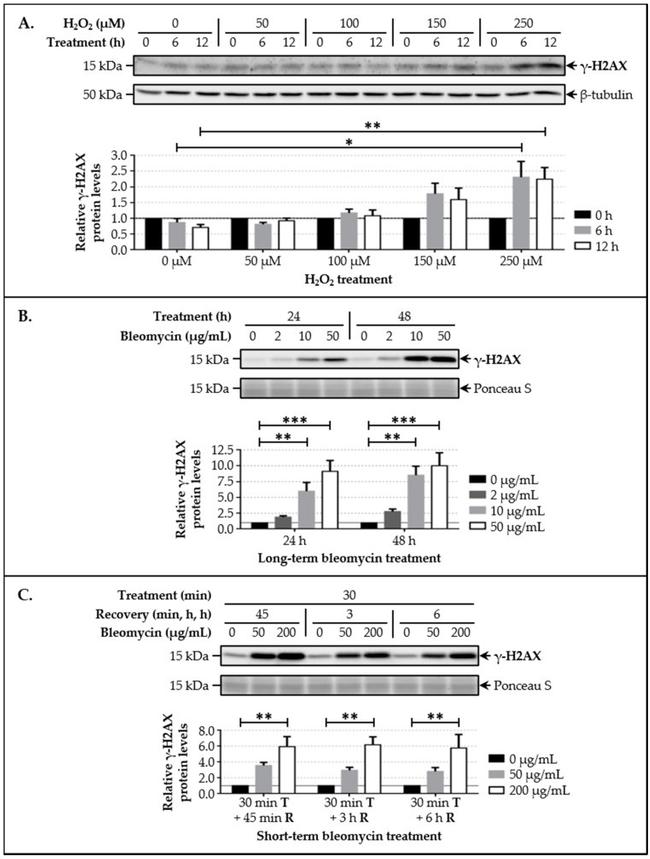 beta Tubulin Antibody in Western Blot (WB)