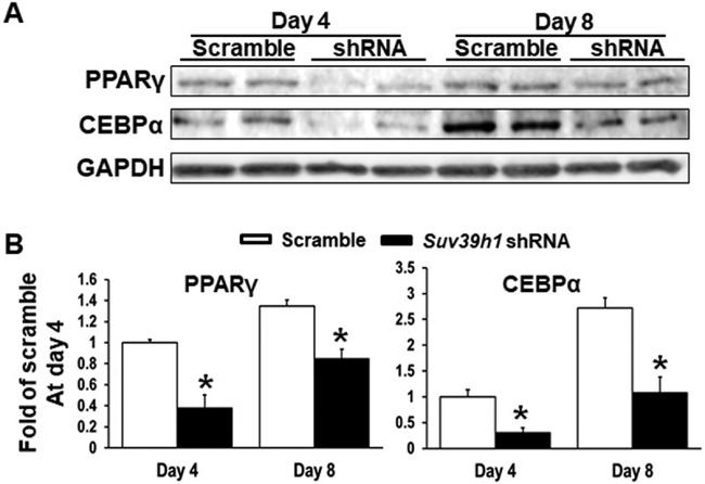 C/EBP alpha Antibody in Western Blot (WB)