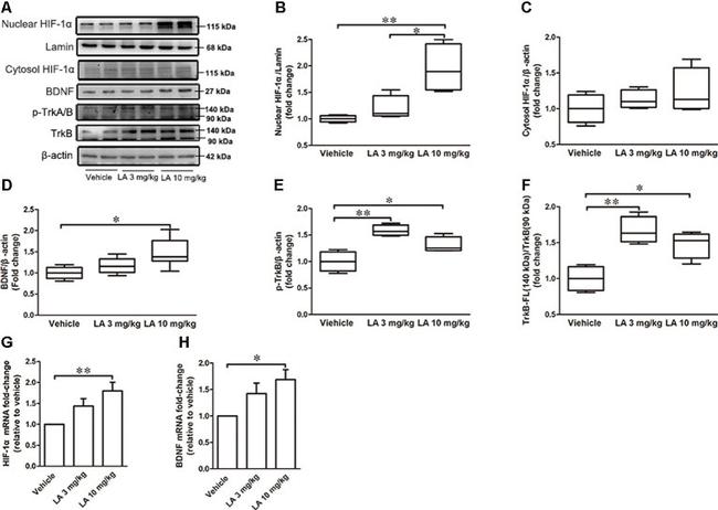 HIF1A Antibody in Western Blot (WB)