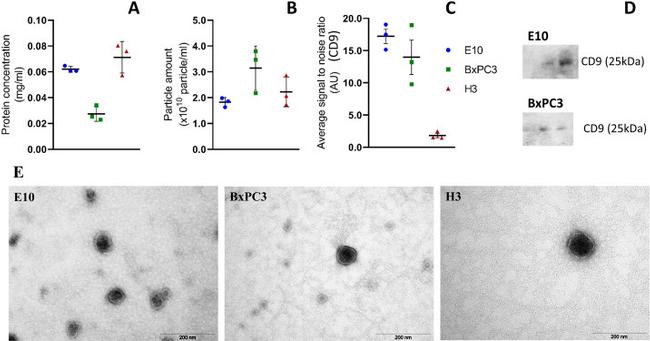 CD9 Antibody in Western Blot (WB)