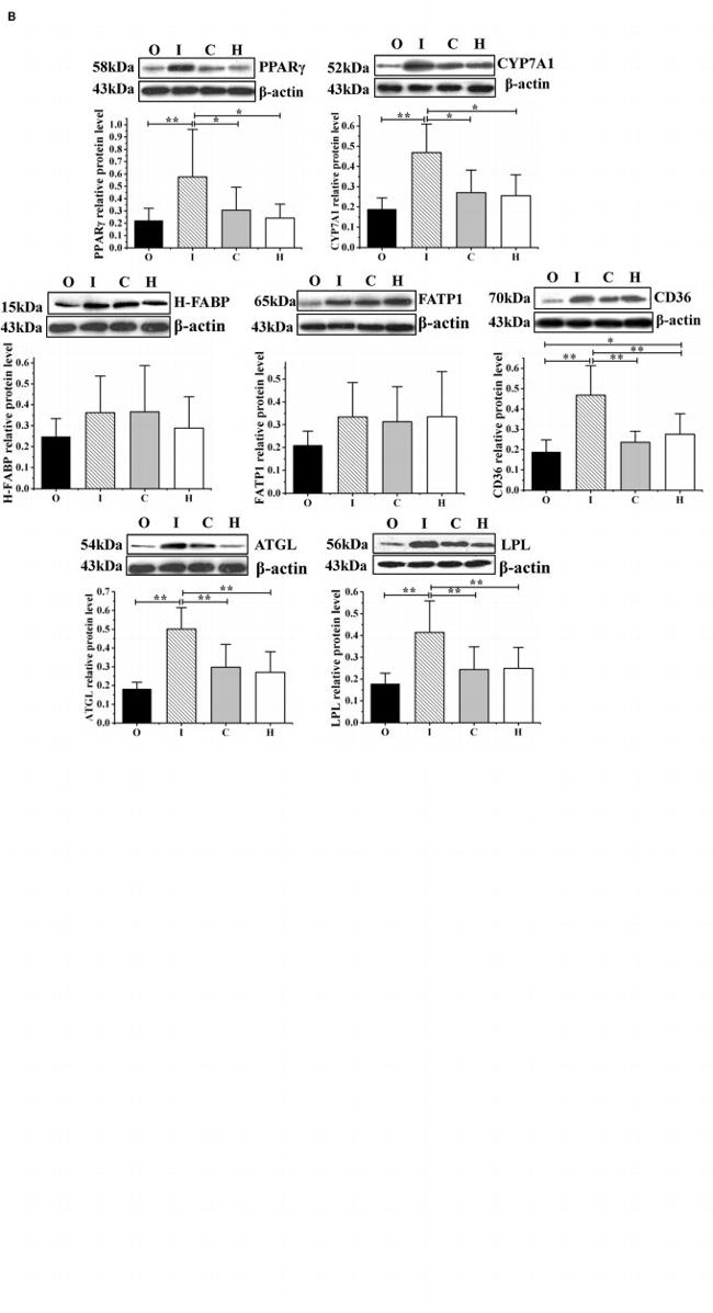 SLC27A1 Antibody in Western Blot (WB)