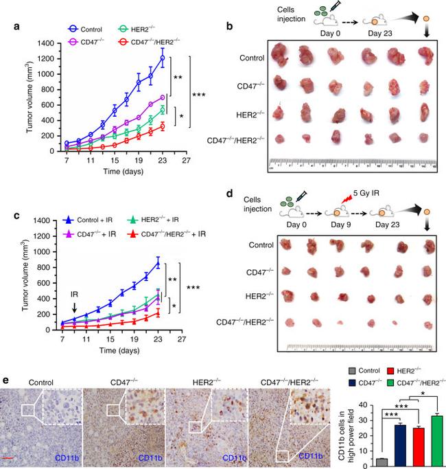 CD11b Antibody in Immunohistochemistry (IHC)