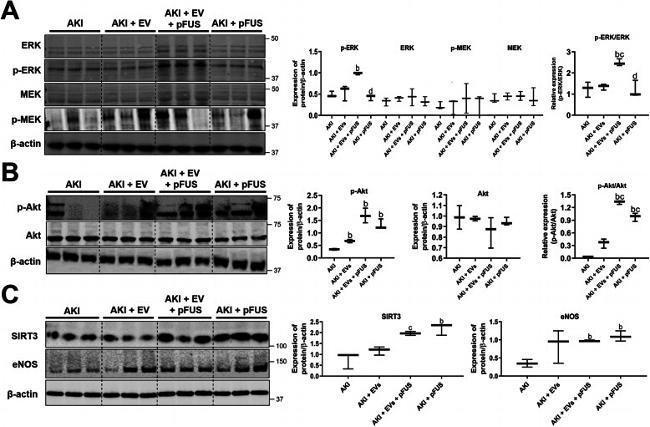 PERK Antibody in Western Blot (WB)