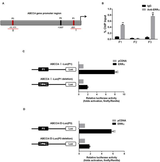 ESRRA Antibody in ChIP Assay (ChIP)