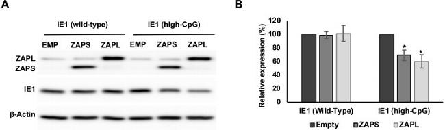 ZC3HAV1 Antibody in Western Blot (WB)