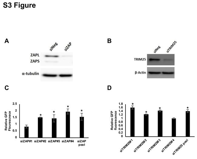 ZC3HAV1 Antibody in Western Blot (WB)