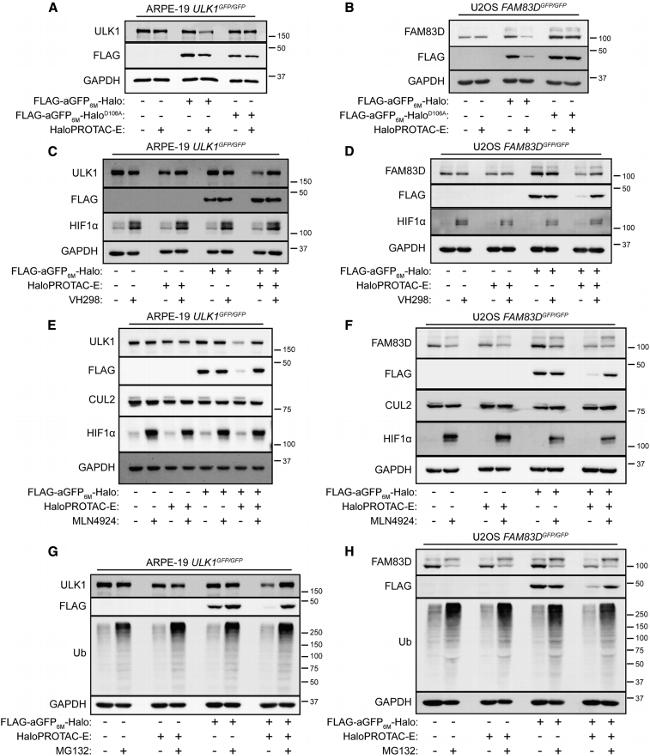 Cullin 2 Antibody in Western Blot (WB)